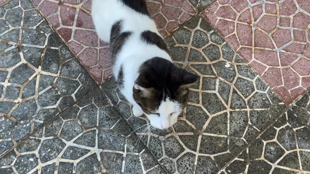 下雨天，一只流浪猫在公寓里游荡。视频素材