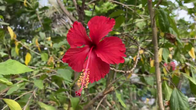 大自然花园里的红色芙蓉花视频素材