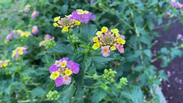 粉黄色花和绿色叶的细节。视频素材