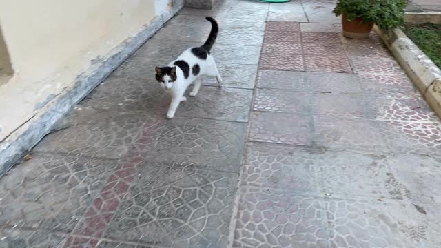 下雨天，一只流浪猫在公寓里游荡。视频素材