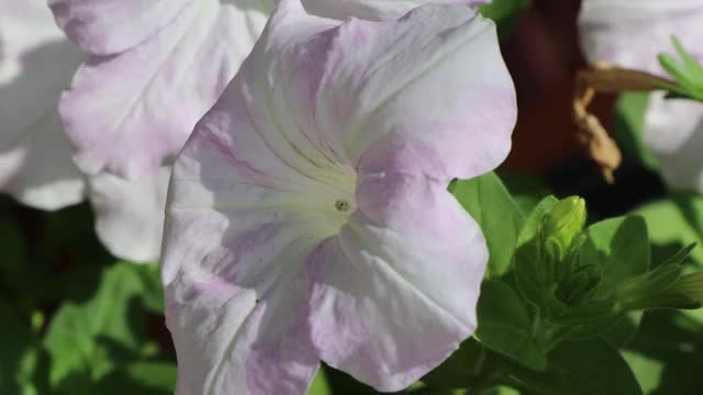 矮牵牛花正在盛开视频素材