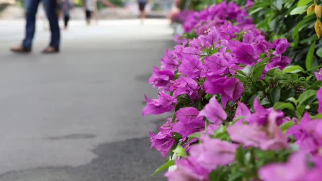 九重葛杂交种正在开花和人行道上视频素材