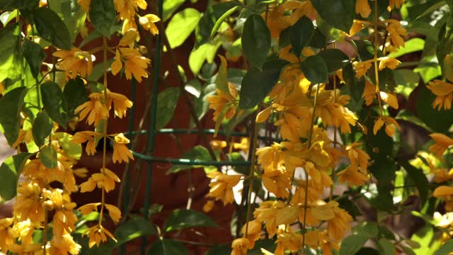 花园里盛开着金色的花圈视频素材