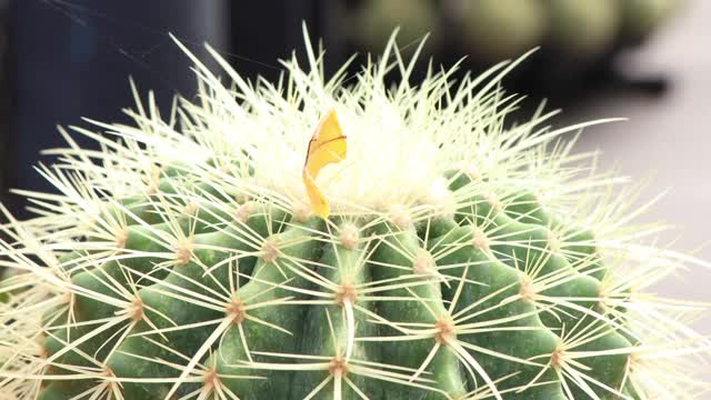 仙人掌在花园里生长视频素材