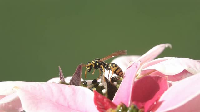 黄蜂粉花视频素材