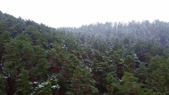 冬季森林。第一场雪。树的视频视频素材