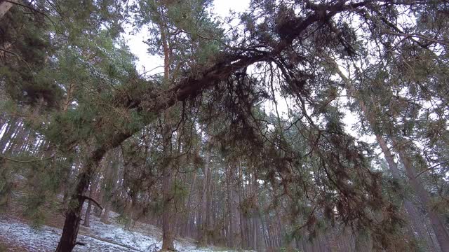 冬季森林。第一场雪。树的视频视频素材