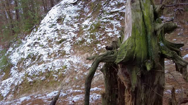 冬季森林。第一场雪。树的视频视频素材