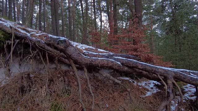 冬季森林。第一场雪。树的视频视频素材