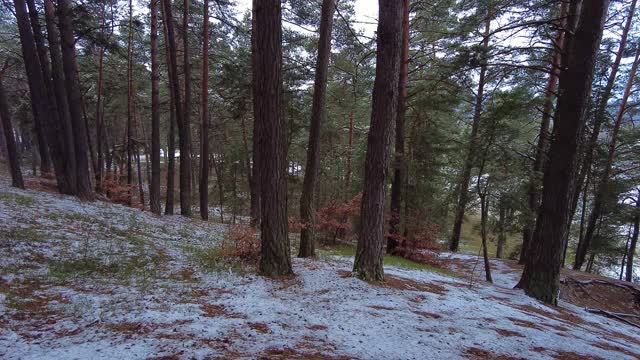 冬季森林。第一场雪。树的视频视频素材