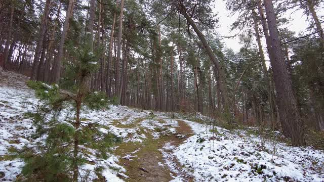 冬季森林。第一场雪。树的视频视频素材