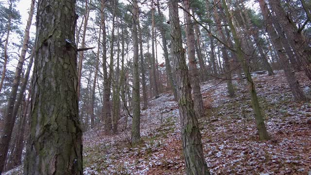 冬季森林。第一场雪。树的视频视频素材