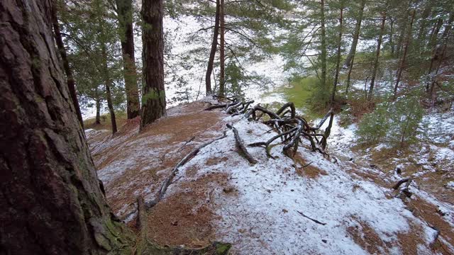 冬季森林。第一场雪。树的视频视频素材