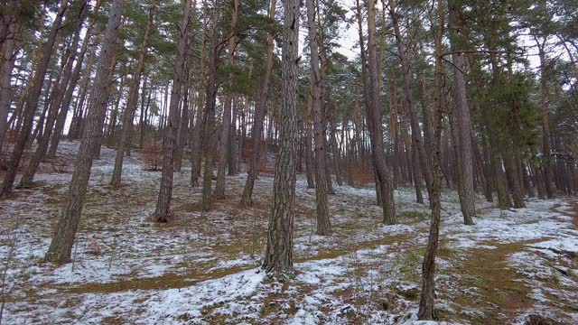 冬季森林。第一场雪。树的视频视频素材