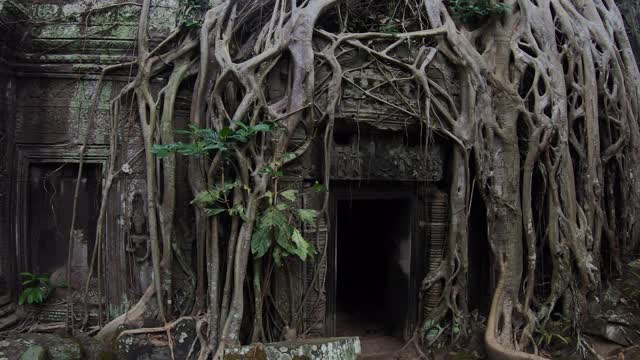 柬埔寨暹粒的Prasat Ta prohm寺庙视频素材