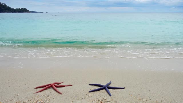 两只海星躺在沙滩上的波浪中视频素材