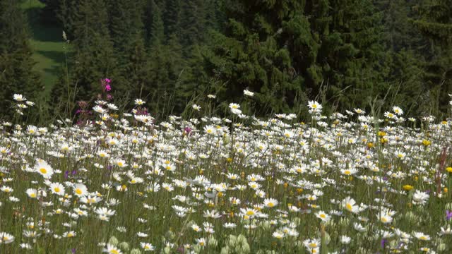 夏日的草地上长满了雏菊，全景视频素材