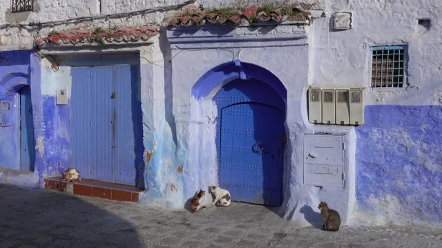 Chefchaouen的麦地那蓝色街道上的猫视频素材