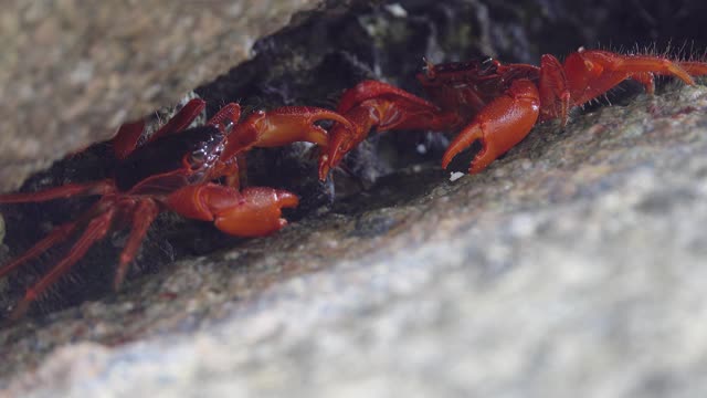 两只红蟹在斯Similan岛的裂缝里打架视频素材