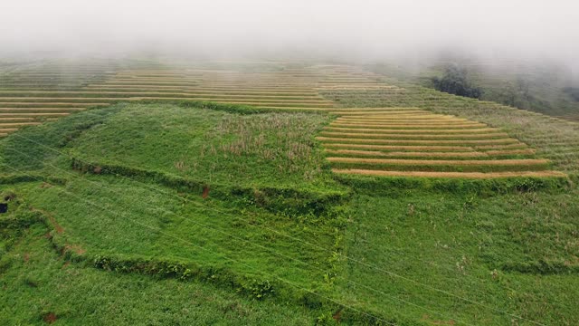 一架无人机在地平线上覆盖着雾的黄绿色梯田上空飞行视频素材