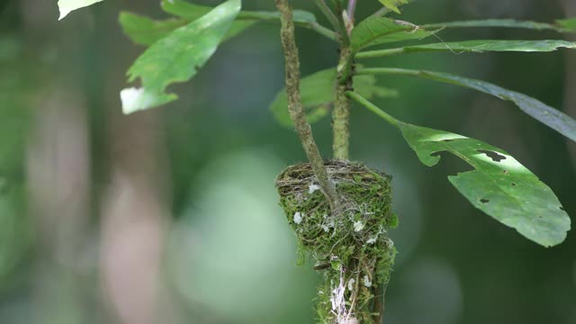 成年雌性亚洲极乐鸟(Terpsiphone parasidi)视频素材