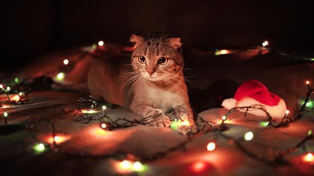 一只剃过毛的苏格兰灰猫躺在挂着圣诞花环的床上视频素材