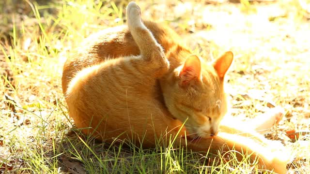 猫咪在清晨的阳光下舔自己视频素材