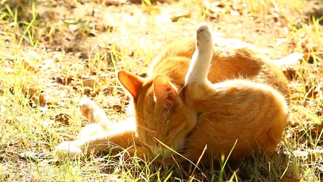 猫咪在清晨的阳光下舔自己视频素材