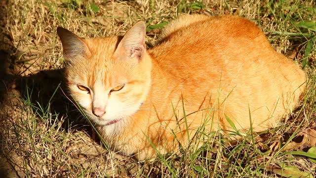 猫躺在地上视频素材