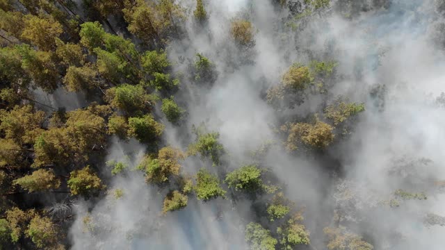 冒烟的野火史诗鸟瞰图。浓烟滚滚，火势蔓延。森林和热带丛林砍伐。视频素材