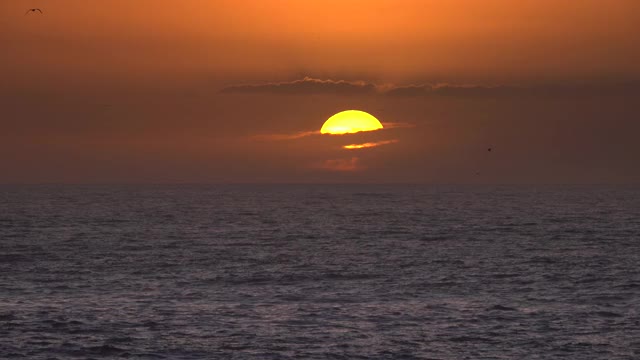 海鸥在夕阳下尖叫着飞过海面视频素材