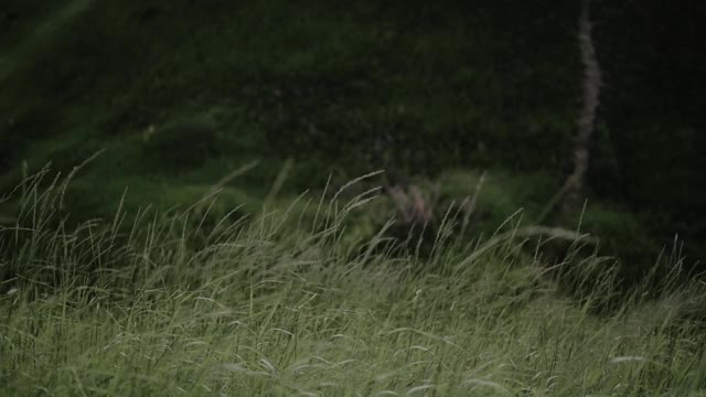 近距离观看绿色的草在风中摇摆的山。夏天阳光灿烂的日子。温暖的背景。4 k的视频。缓慢的运动。视频素材