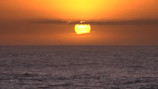 海鸥在夕阳下尖叫着飞过海面视频素材