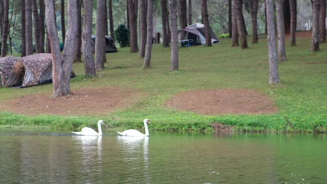 两只白天鹅在湖里游泳视频素材