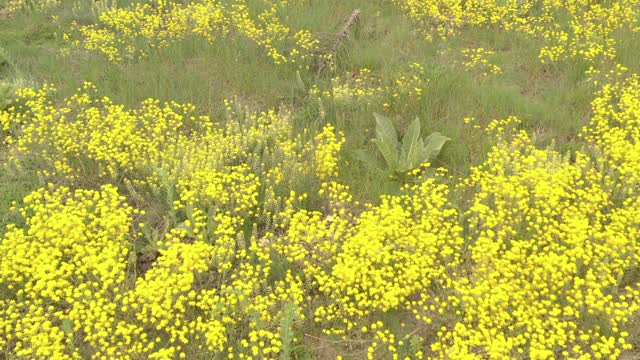 金沙田花4K航拍视频视频素材