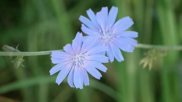 菊苣花视频下载