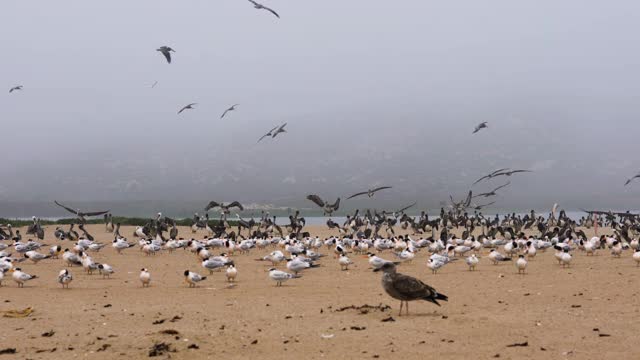 海滩上的一大群海鸟，成群的鹈鹕，海鸥和最少的燕鸥，加利福尼亚的野生动物视频素材