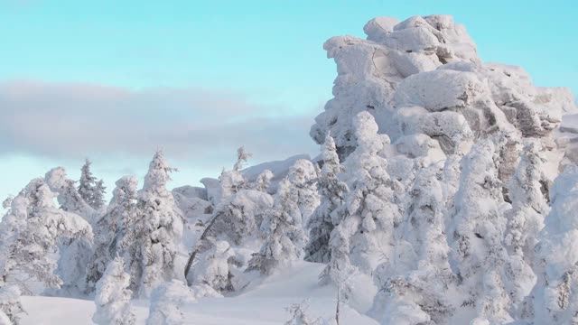 山坡上有霜雪覆盖的树木视频素材