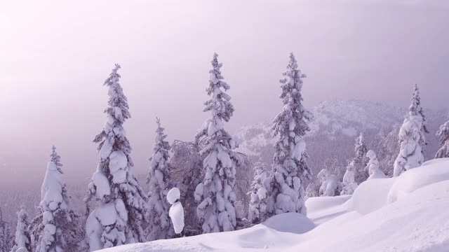 冬天，山坡上的树木被雪覆盖视频素材