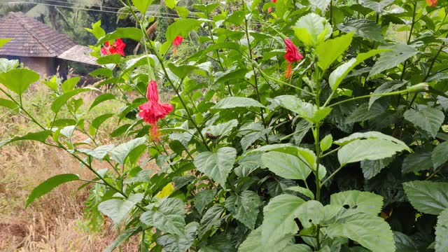 芙蓉花和它的叶子的特写视图视频素材