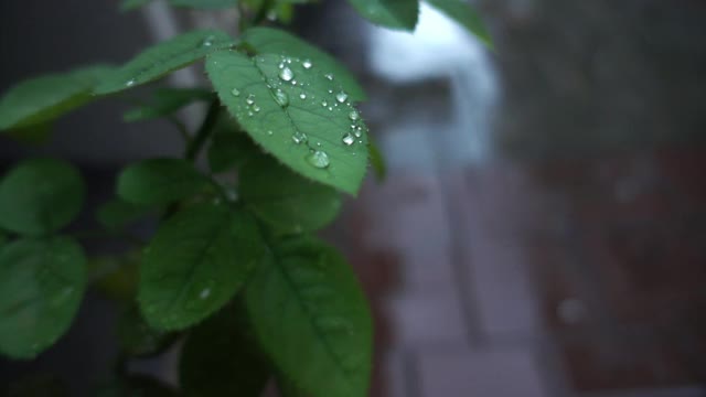 绿叶上的雨滴视频素材