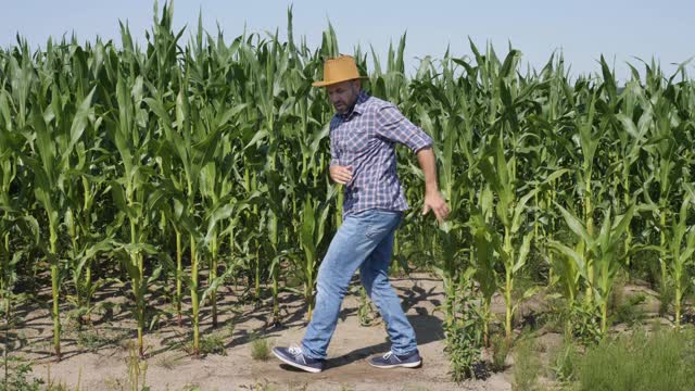 快乐的男农民在玉米地里跳舞。工人庆祝有趣的病毒式舞蹈自由。兴奋庆祝成功，成就舞蹈。有创造力的人成功的快乐的快乐的快乐的。视频素材