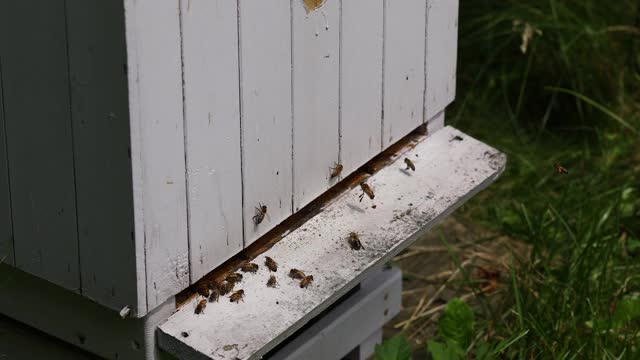 蜜蜂飞进蜂房。蜜蜂返回蜂房视频素材