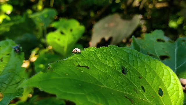 跳蛛或跳蛛科是蜘蛛的一个家族。它包含超过600个已描述的属和超过6000个已描述的物种，使它成为最大的蜘蛛家族，占所有物种的13%。视频素材