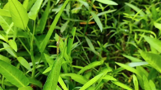 Leptocorisa是宽头蝽科的一个属。视频下载