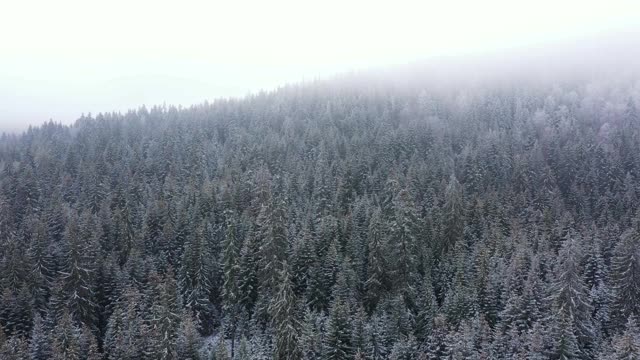 冬天森林里被雪覆盖的冷杉树视频素材