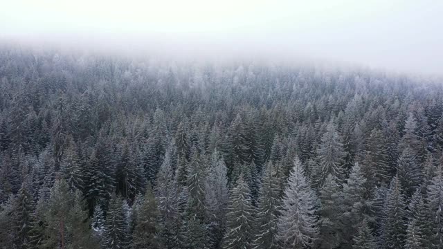 冬天森林里被雪覆盖的冷杉树视频素材