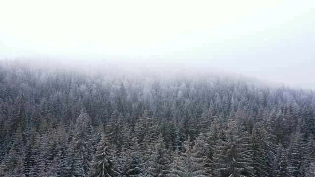 冬天森林里被雪覆盖的冷杉树视频素材