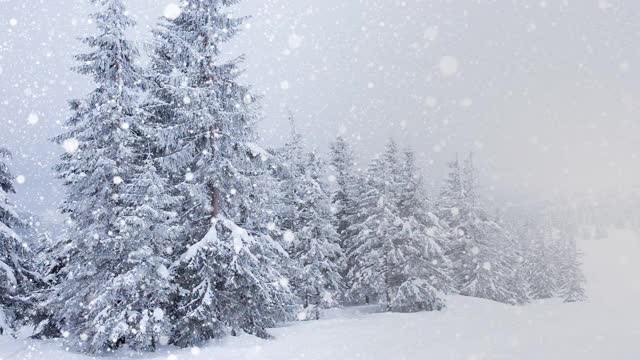 树枝上美丽的蓬松的雪。雪花从云杉树枝上美丽地飘落下来。冬天的童话，树在雪中囚禁。冬天下雪的录像视频素材