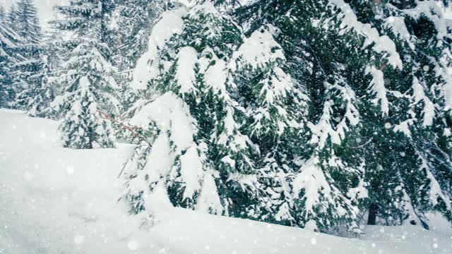 树枝上美丽的蓬松的雪。雪花从云杉树枝上美丽地飘落下来。冬天的童话，树在雪中囚禁。冬天下雪的录像视频素材